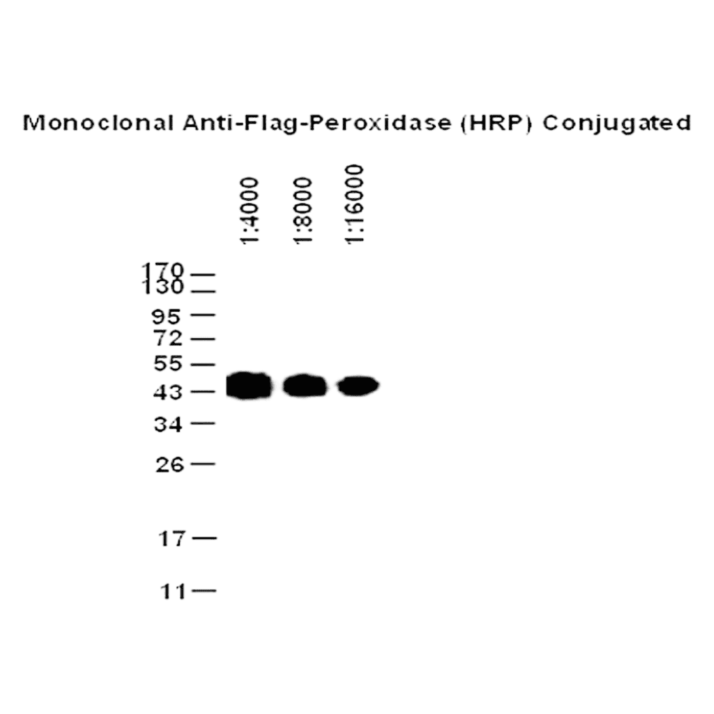 Anti-Flag-HRPマウスモノクローナル抗体の実験バンド画像