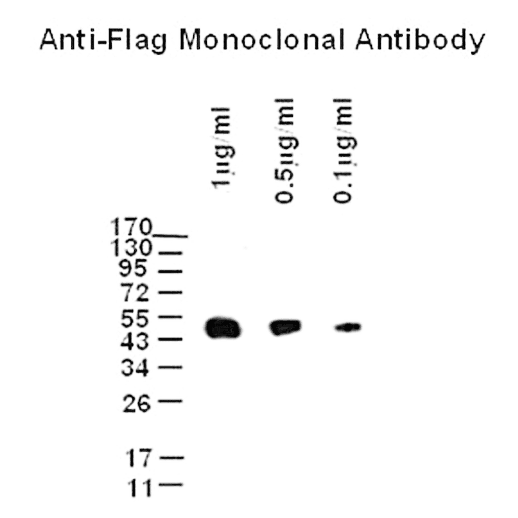 Anti-Flagマウスモノクローナル抗体の実験バンド画像